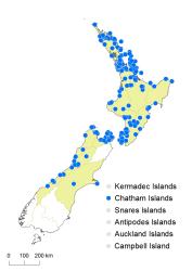 Microsorum scandens distribution map based on databased records at AK, CHR and WELT.
 Image: K. Boardman © Landcare Research 2014 